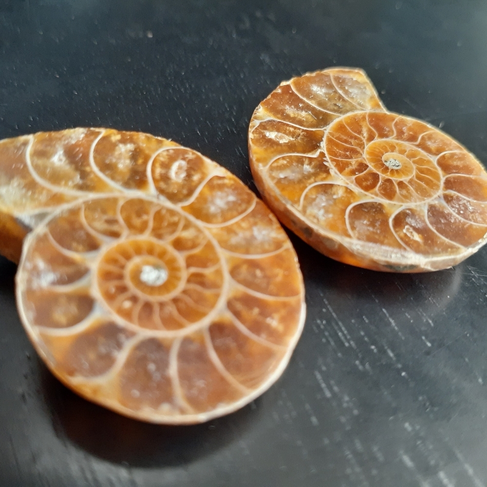 Ammonite Fossil - image 1